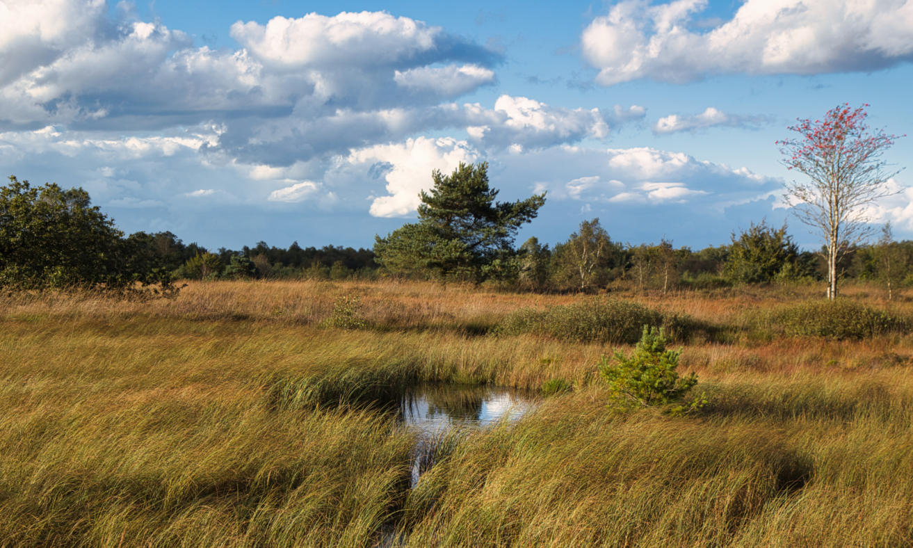 Fagnes