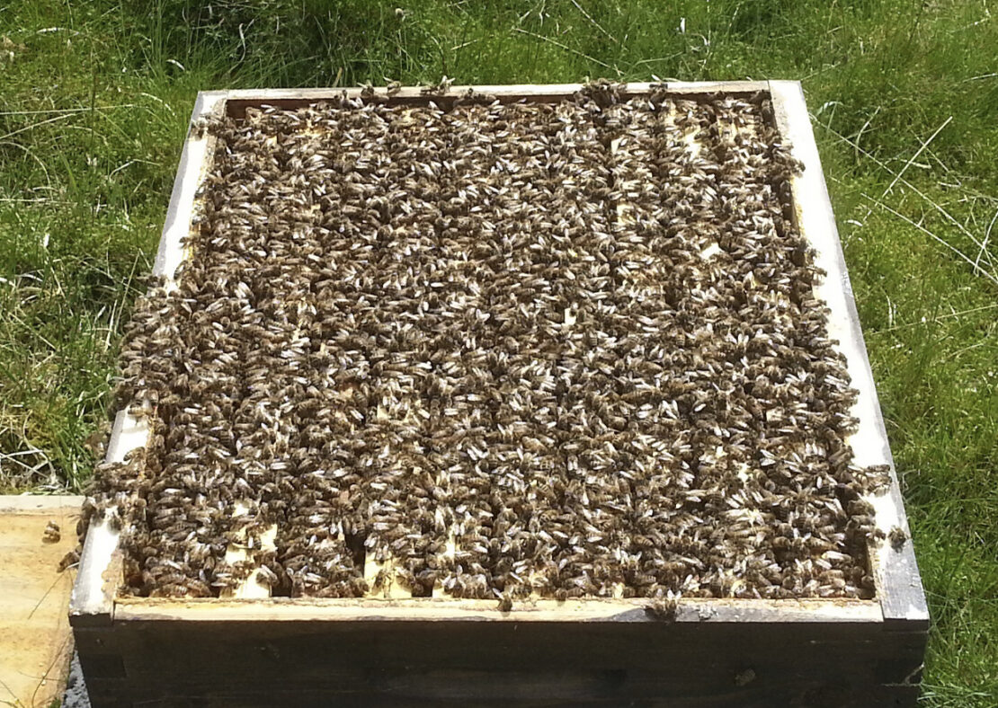 biodiversiteit